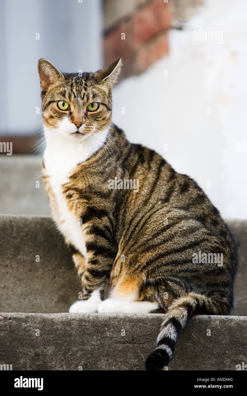 Tabby cat sits on a step Oxfordshire United Kingdom Stock Photo