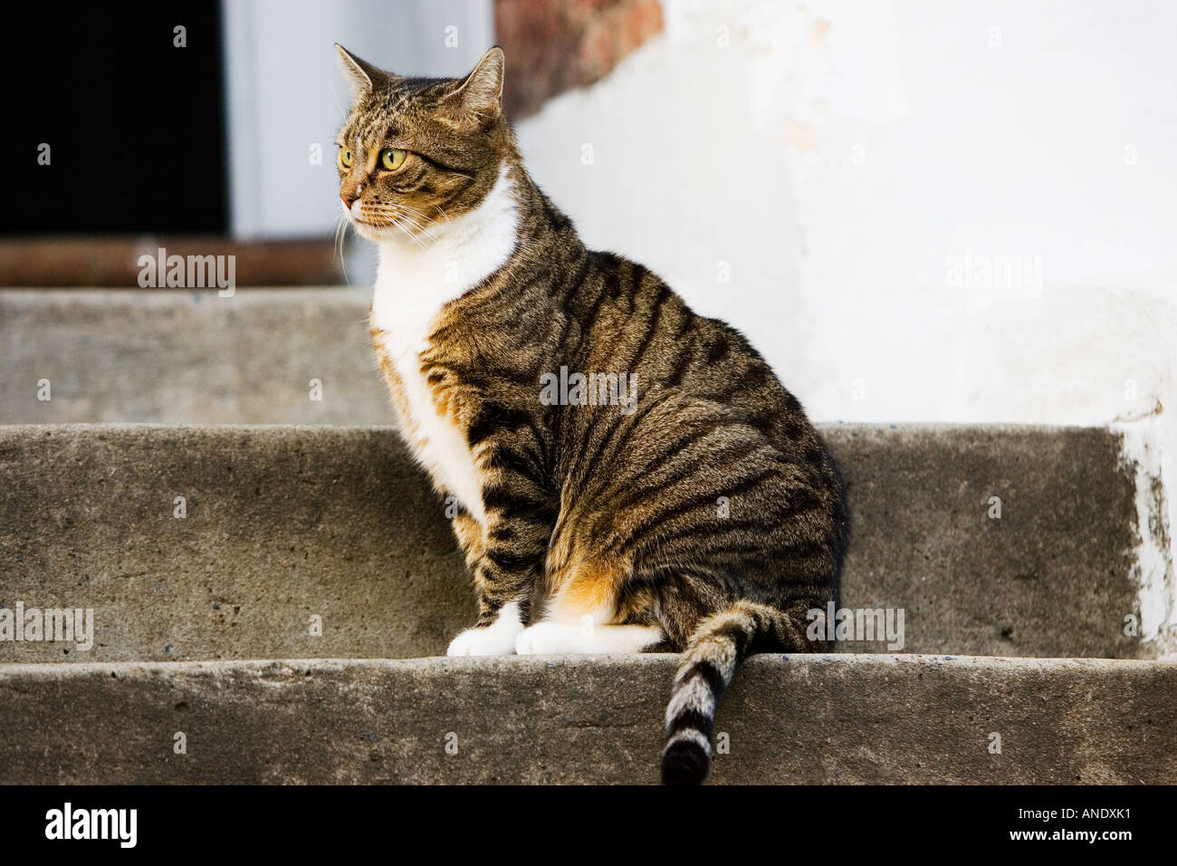 Tabby cat sits on a step Oxfordshire United Kingdom Stock Photo