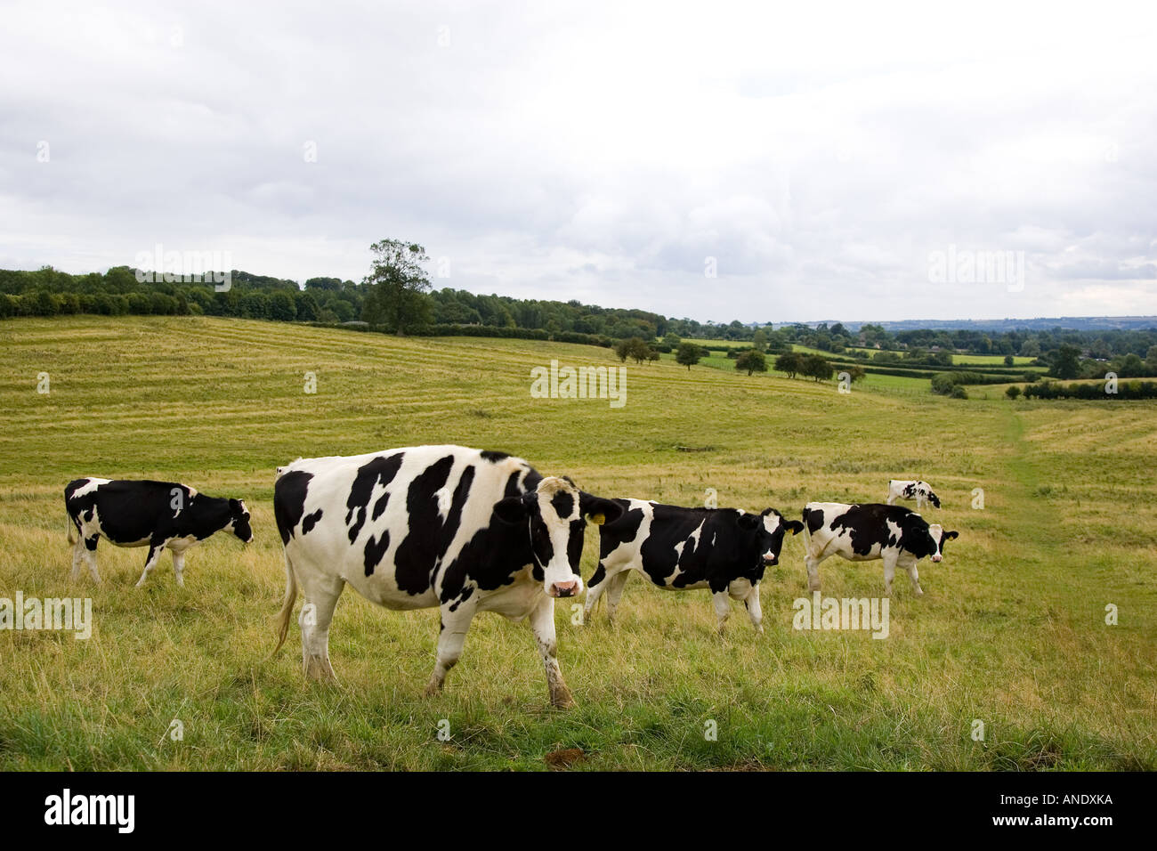 Friesian cows grazing in a field the Cotswolds England United Kingdom ...