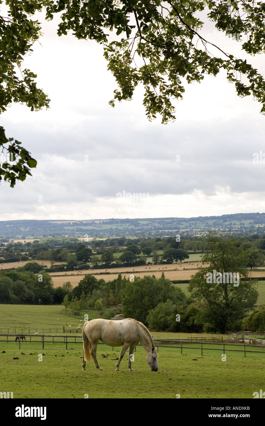 Horses and sheep grazing in paddock at Chastleton in the Cotswolds England United Kingdom Stock Photo