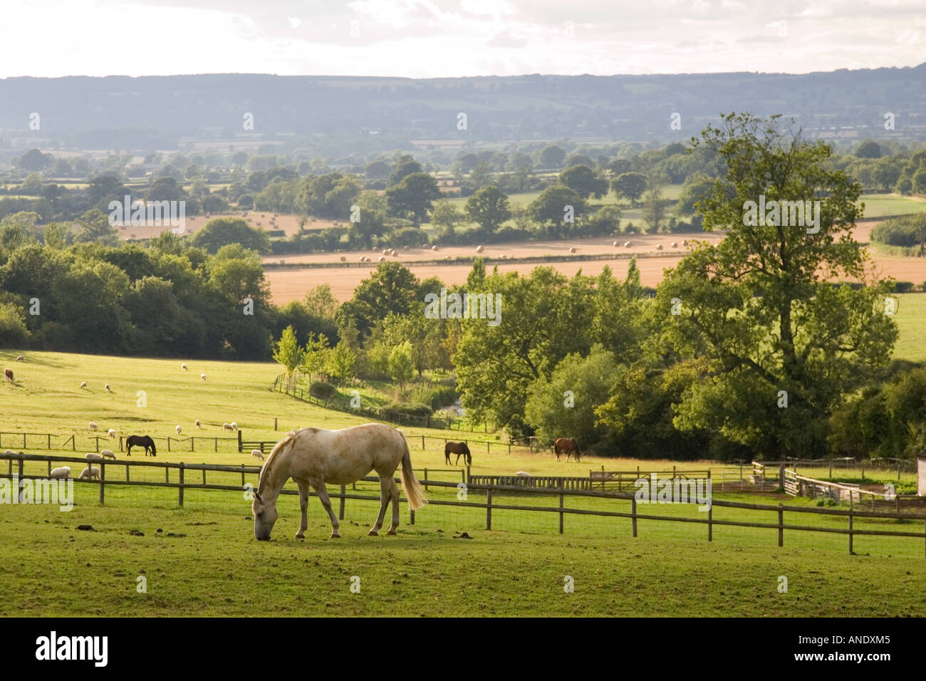Horses and sheep grazing at Chastleton in the Cotswolds England United Kingdom Stock Photo
