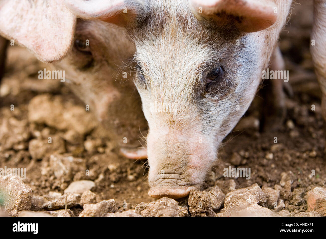 Gloucester Old Spot pigs Gloucestershire United Kingdom Stock Photo
