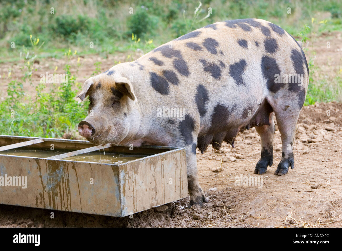 Feed Trough Pig Stock Photos Feed Trough Pig Stock Images Alamy