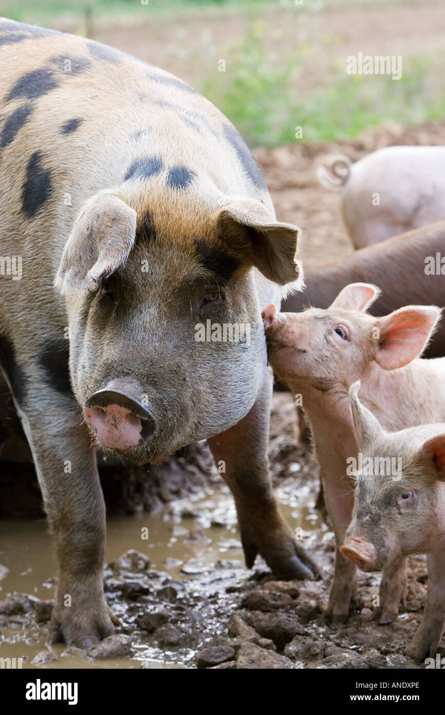 Gloucester Old Spot pig and her piglets Gloucestershire United Kingdom Stock Photo