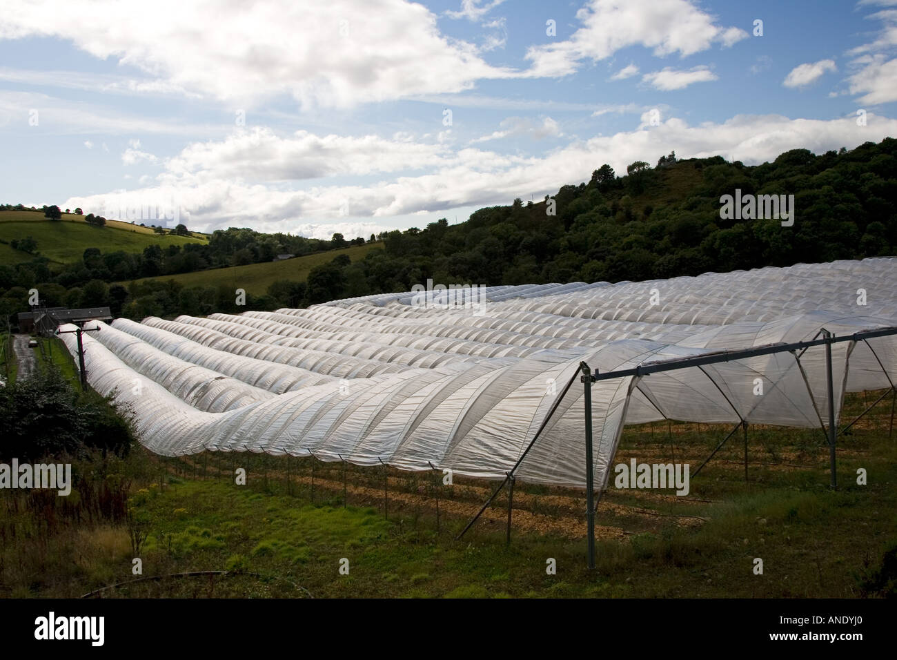 Fruit production scotland hires stock photography and images Alamy