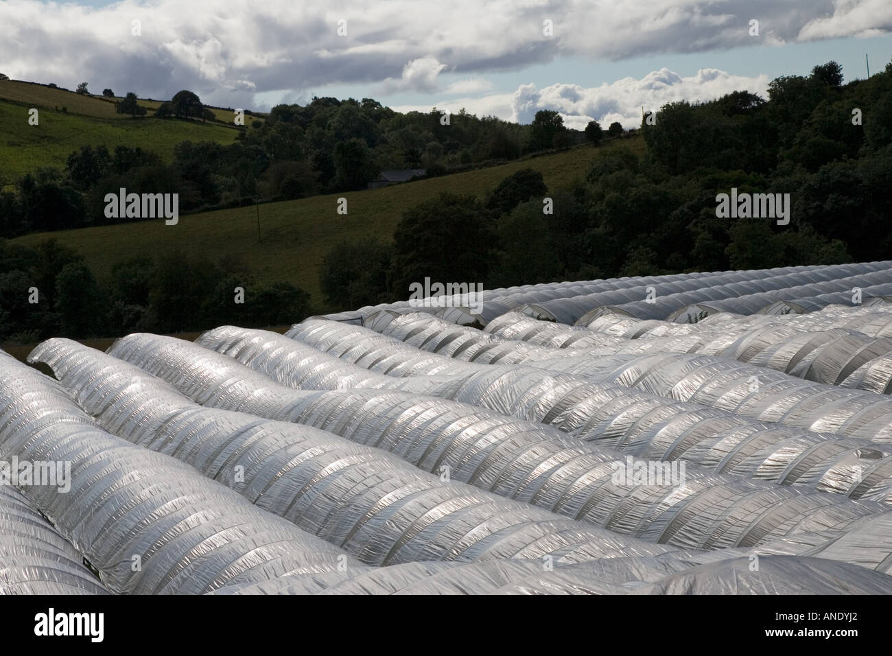 Polytunnels on a fruit farm in Perthshire Scotland Stock Photo
