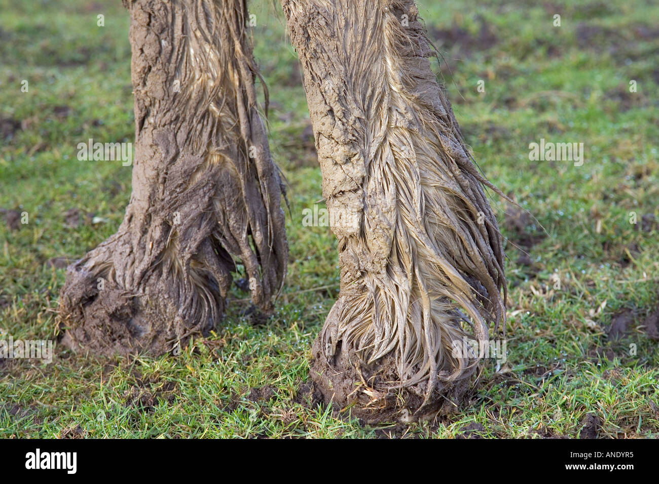 Mud covered horse s hooves Gloucestershire United Kingdom In winter horses risk mud fever Stock Photo