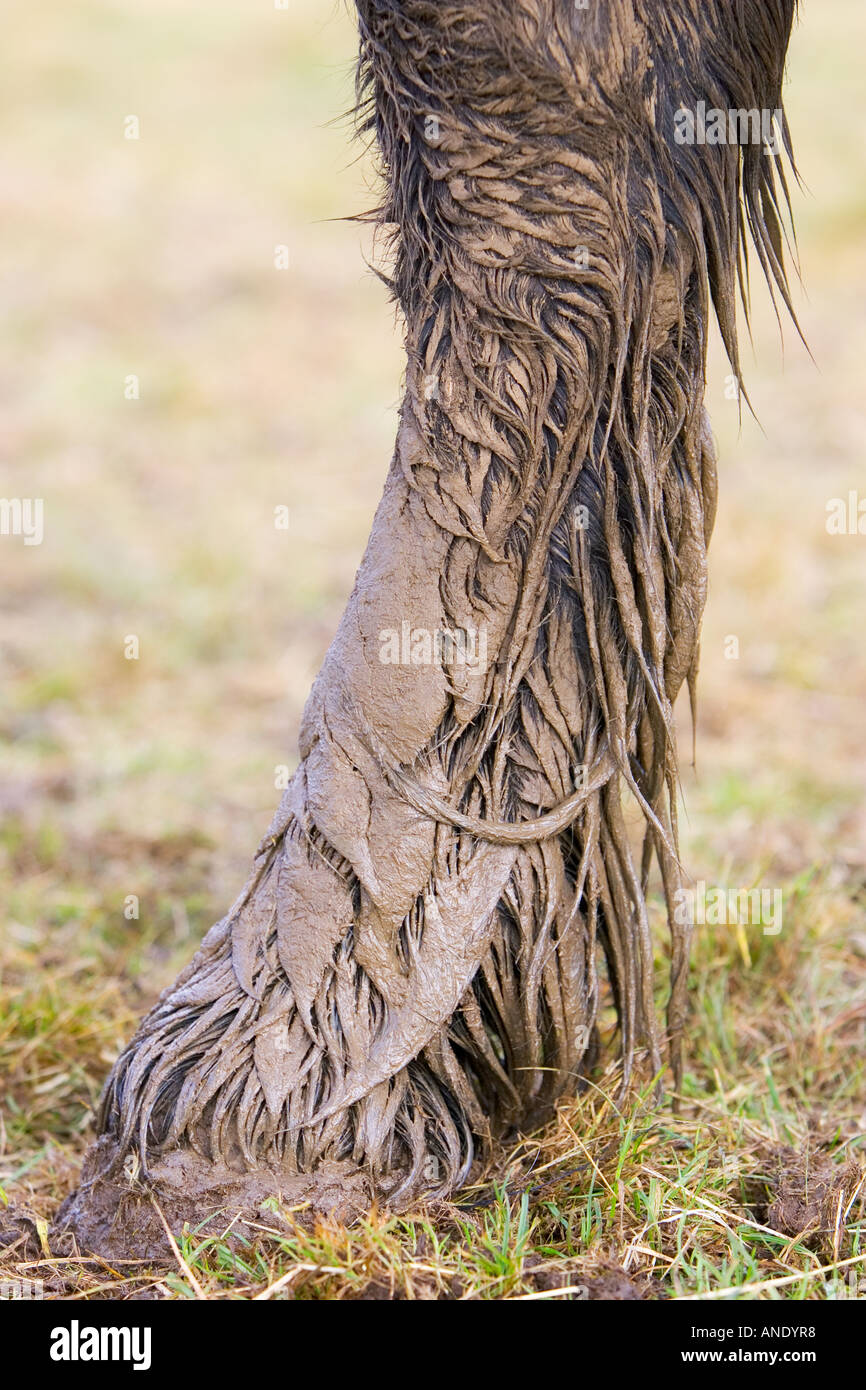 Natural hoof care hi-res stock photography and images - Alamy