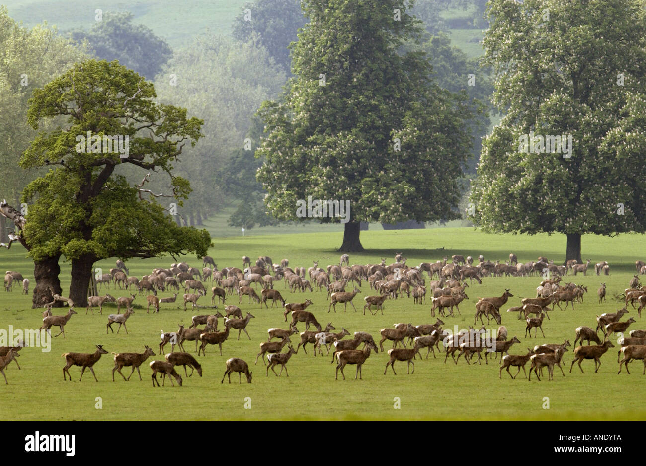 Herd of deer in Windsor Great Park Berkshire United Kingdom Stock Photo
