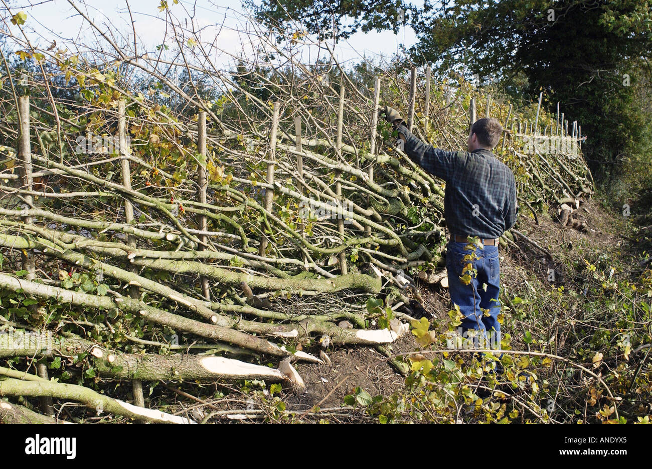 Hedger working on traditionally cut and laid hedge in Gloucestershire United Kingdom Stock Photo