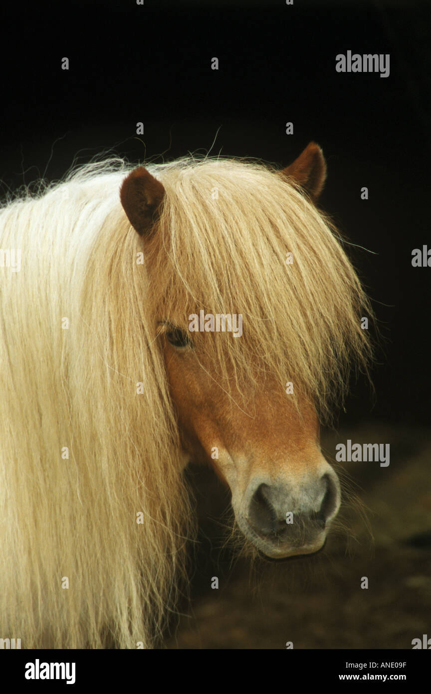 Portrait of a skewbald Shetland Pony showing long mane and forelock Stock Photo