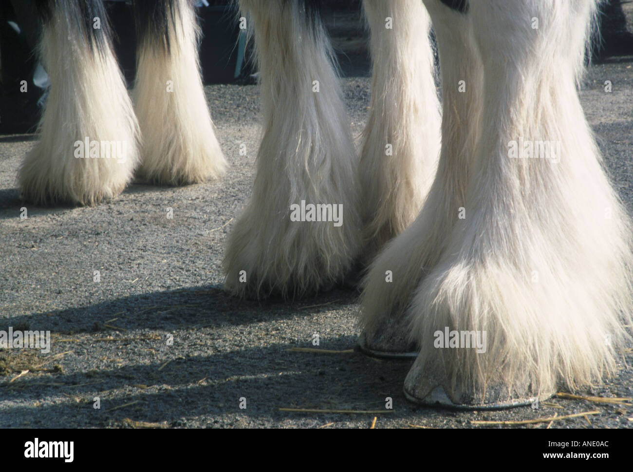 White feet horse hires stock photography and images Alamy