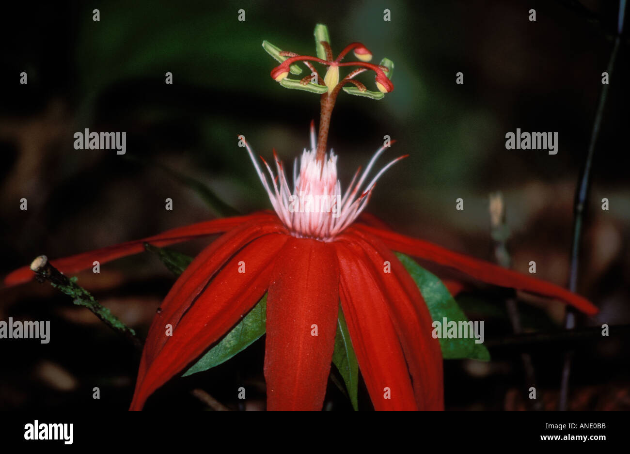 Wild passion flower in rainforest Costa Rica Stock Photo Alamy