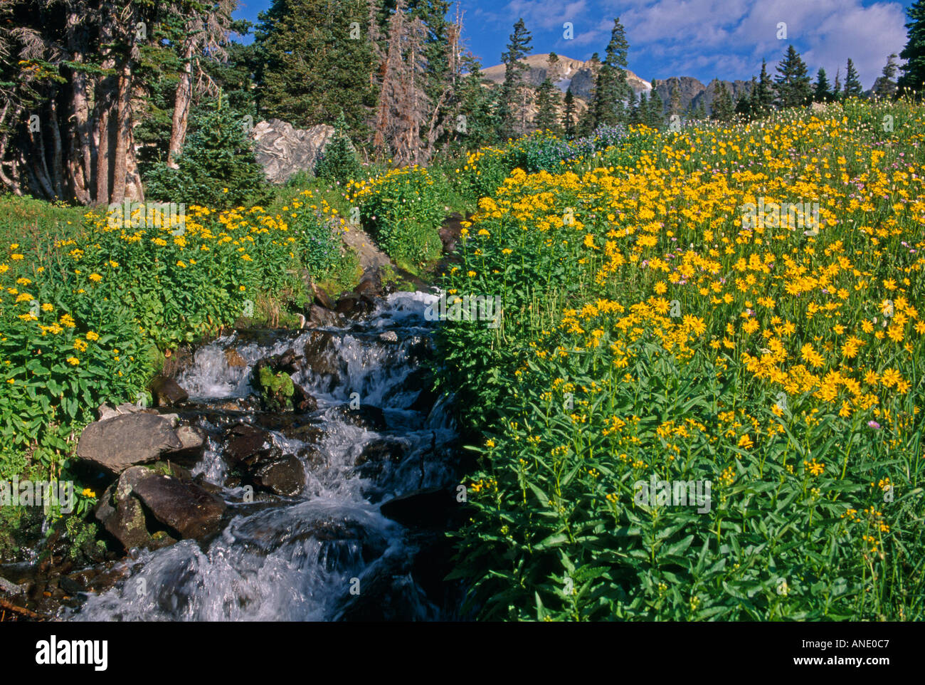Frank james indian hi-res stock photography and images - Alamy
