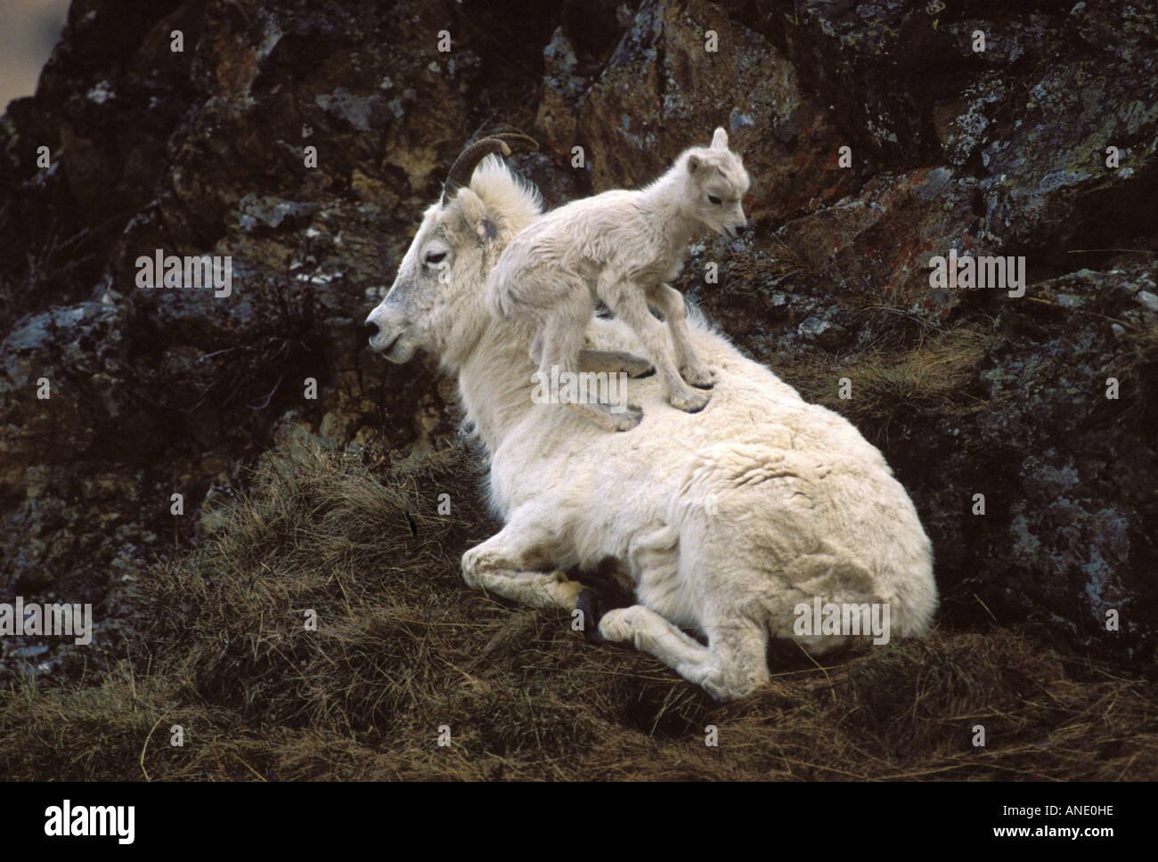 Dall Sheep ewe and lamb in Denali National Park, shot in the wild Stock ...