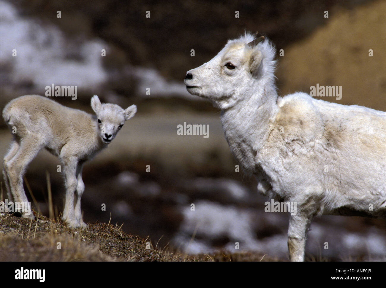 Dall Sheep ewe and lamb in Denali National Park, shot in the wild Stock ...