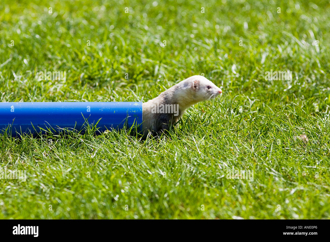 Ferret crawls through a pipe at ferret racing event Oxfordshire United