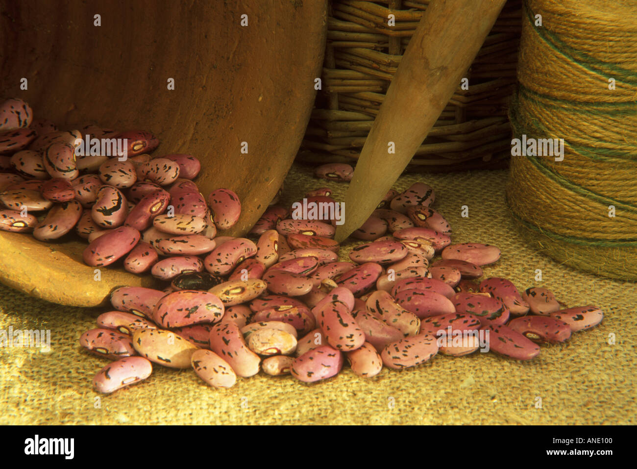 Dried Runner Beans spilling out of a flower pot ready to be set Stock