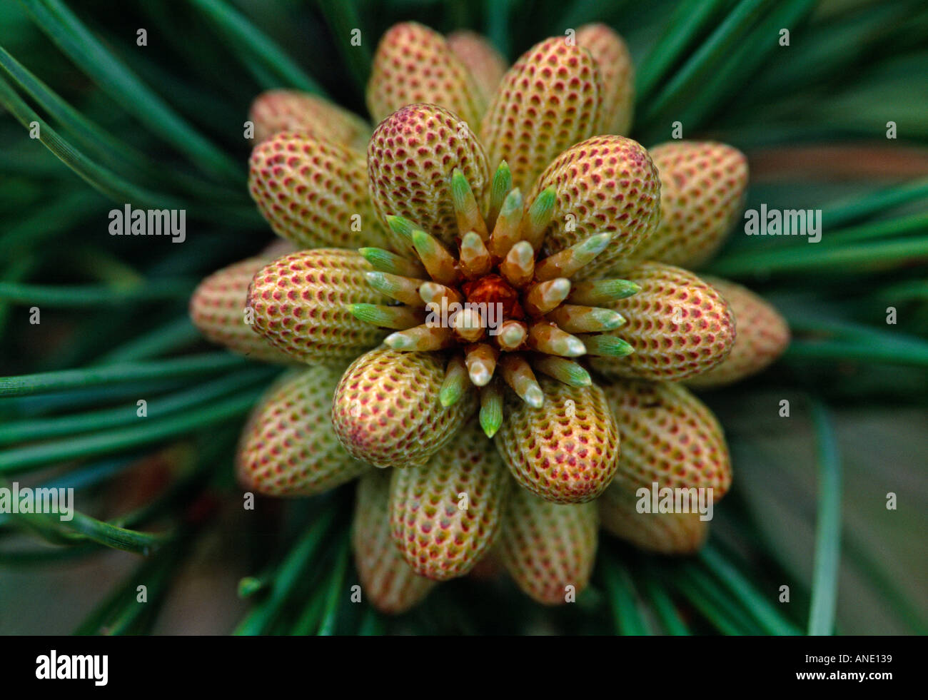 A close up of spring growth from the ponderosa pine tree Pinus ponderosa Rocky Mountains CO Stock Photo