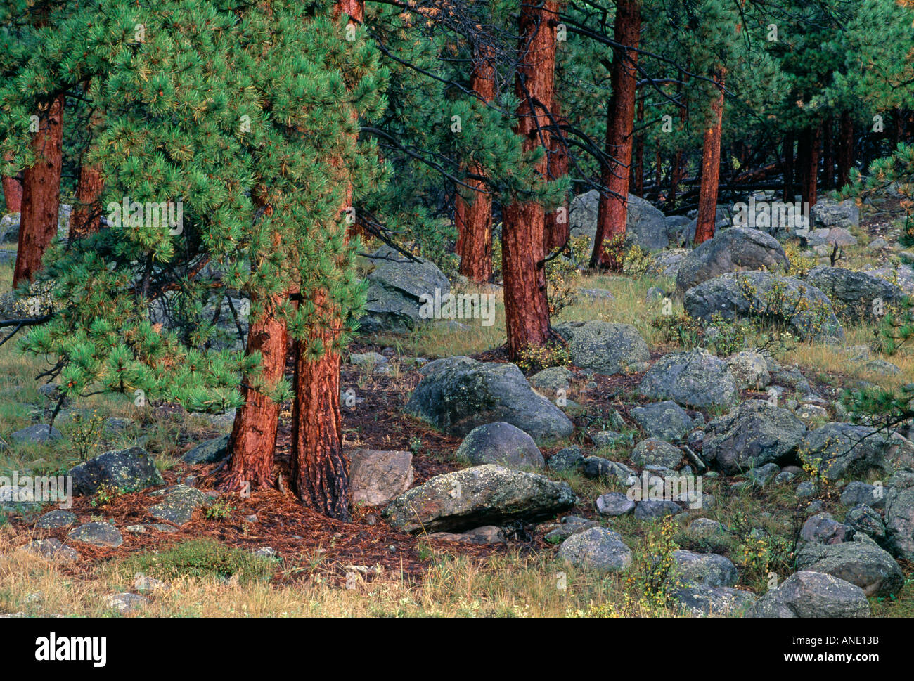 Ponderosa pine forests hi-res stock photography and images - Alamy