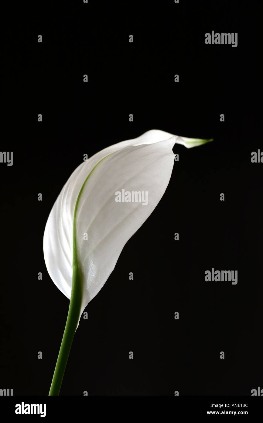 Peace Lily Flower Stock Photo Alamy