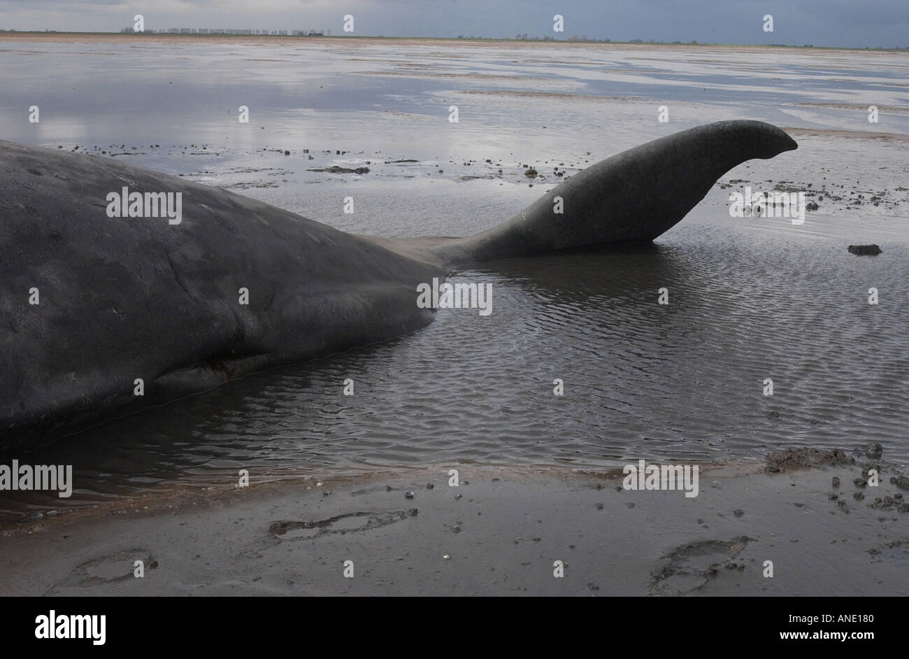 40ft long whale hi-res stock photography and images - Alamy