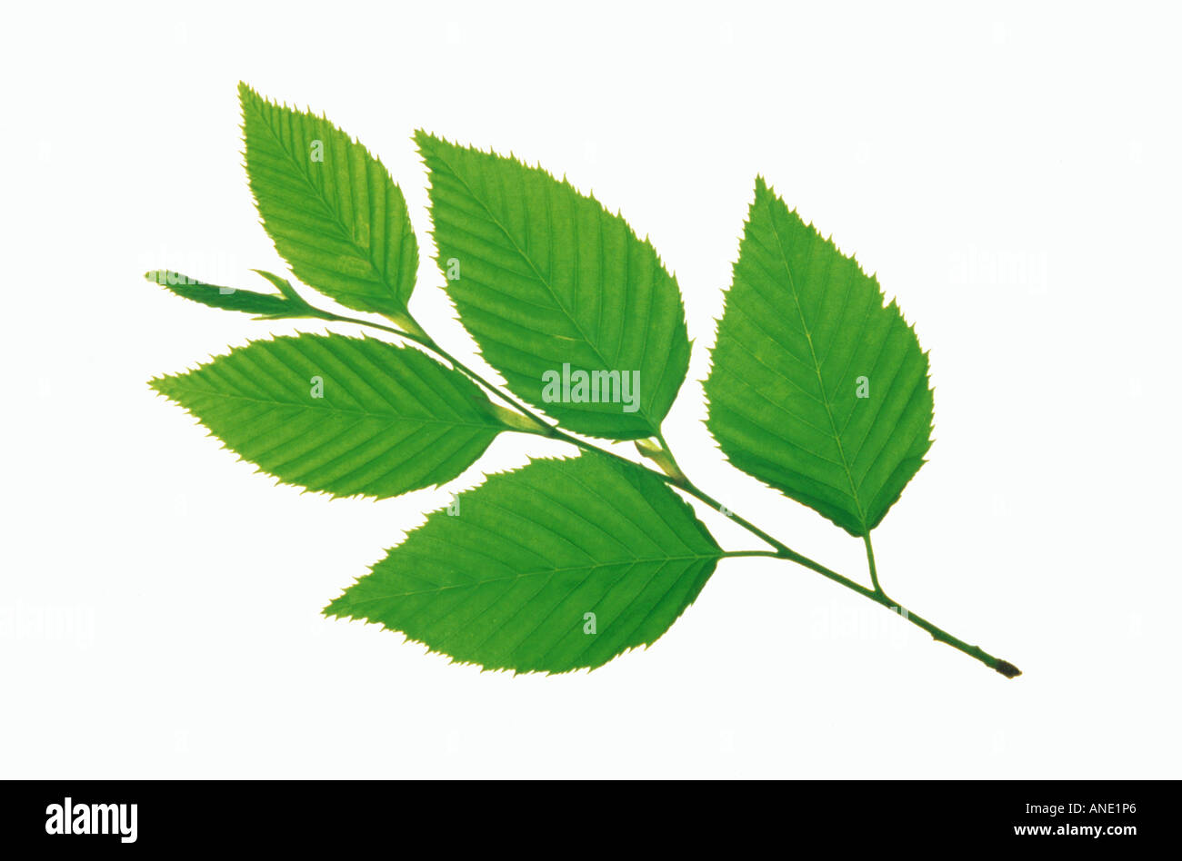 One stem five leaves hi-res stock photography and images - Alamy