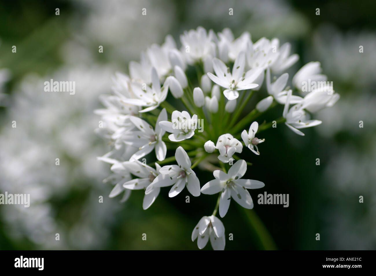 Wildflower of Cyprus. Allium cassium. Onion Family Stock Photo Alamy