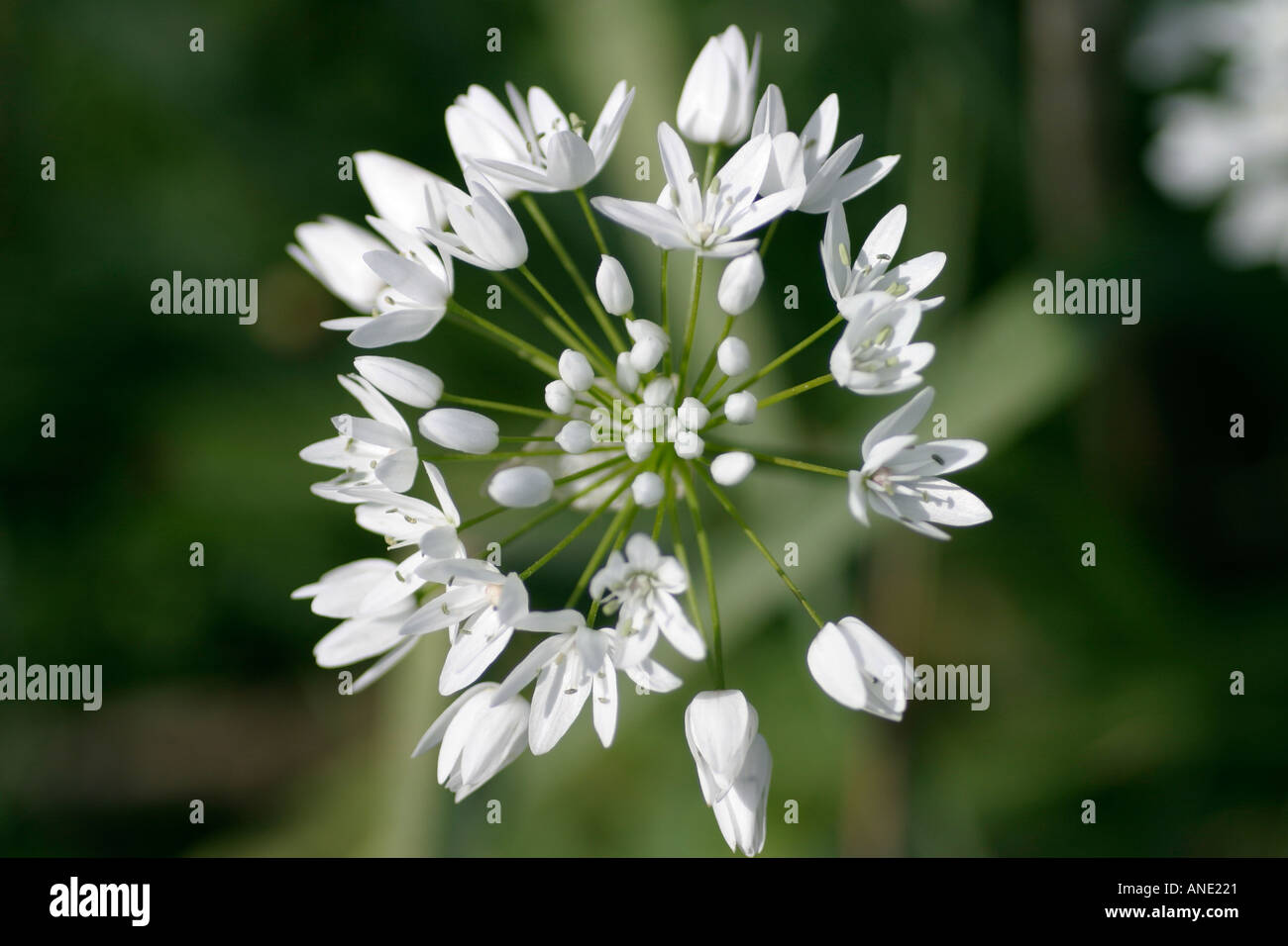 Wildflowers of Cyprus. Allium cassium. Onion Family Stock Photo Alamy
