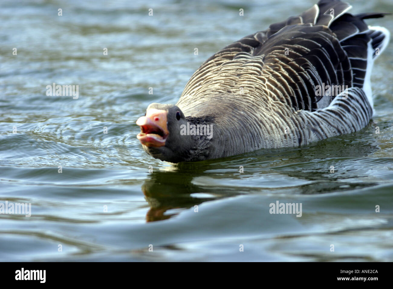 Greylag Goose aggressiv Stock Photo