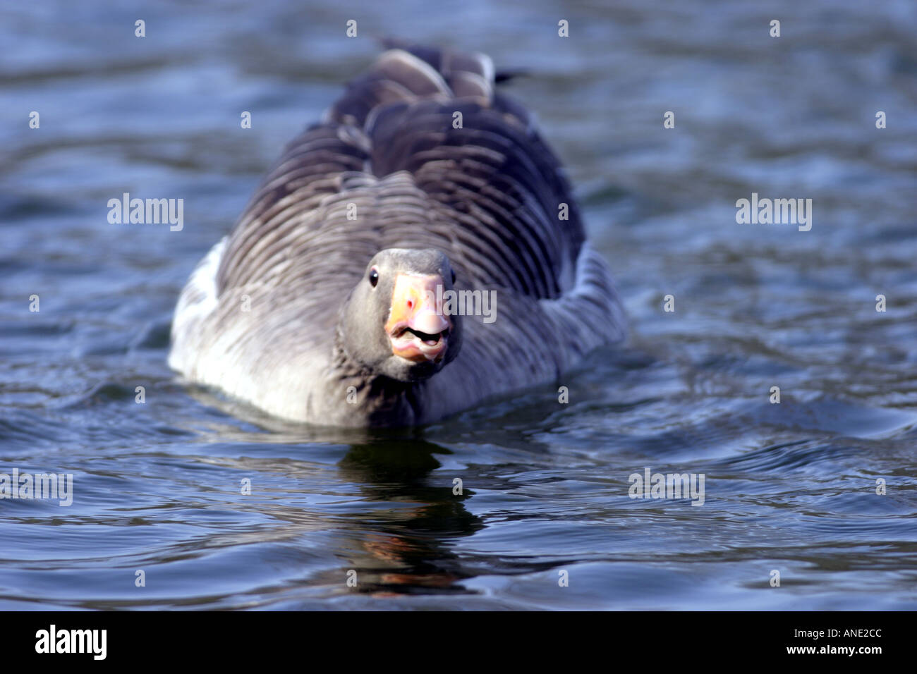 Greylag Goose aggressiv Stock Photo