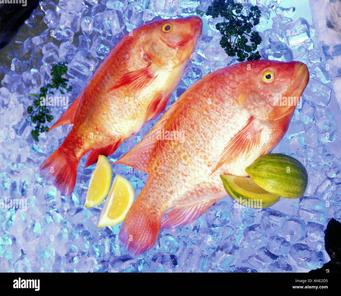Tilapia fish farm raised whole fresh raw on ice with lemons and parsley