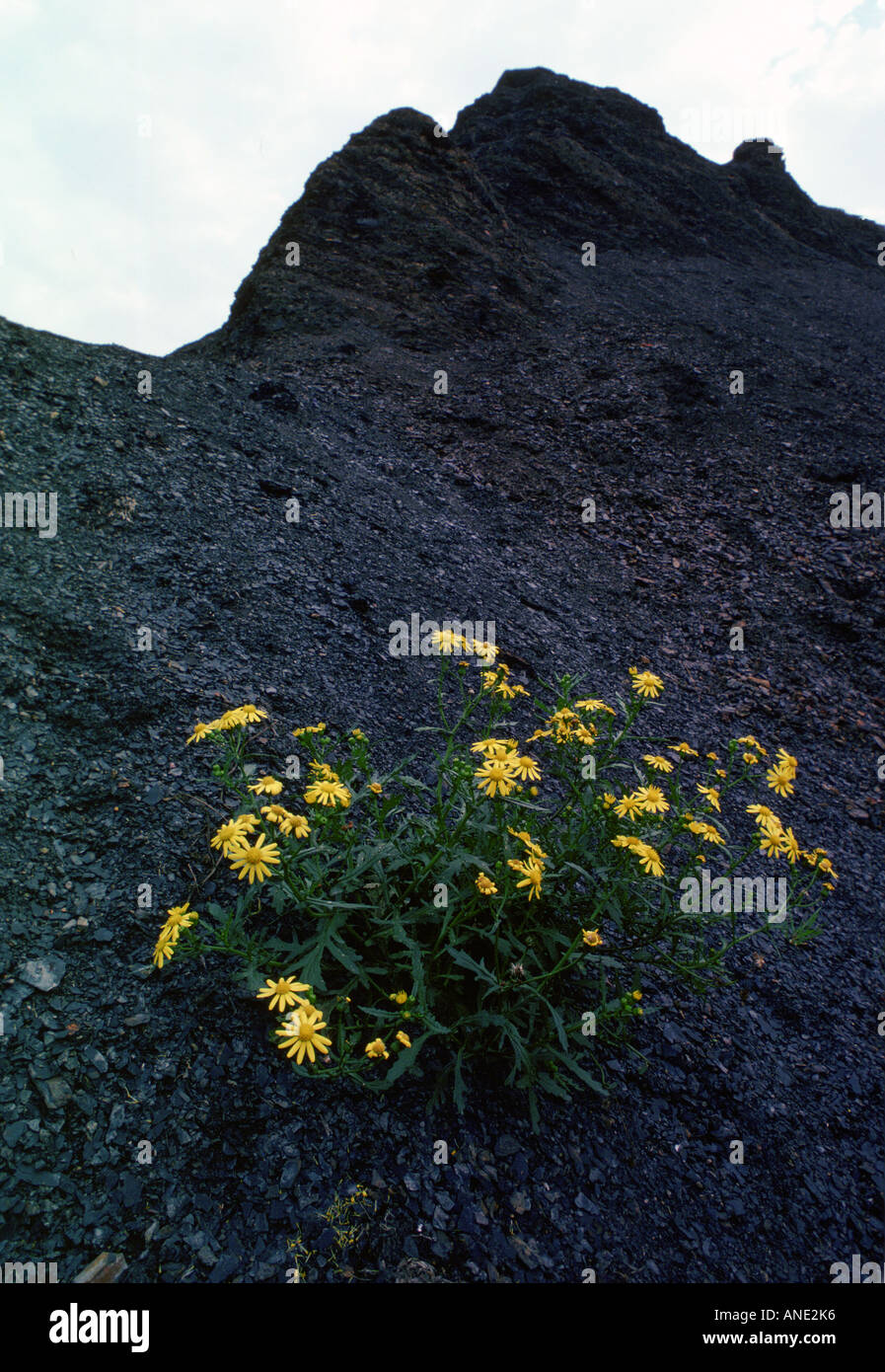 Oxford Ragwort growing on the tip of shale cleared from coal mine England United Kingdom Stock Photo