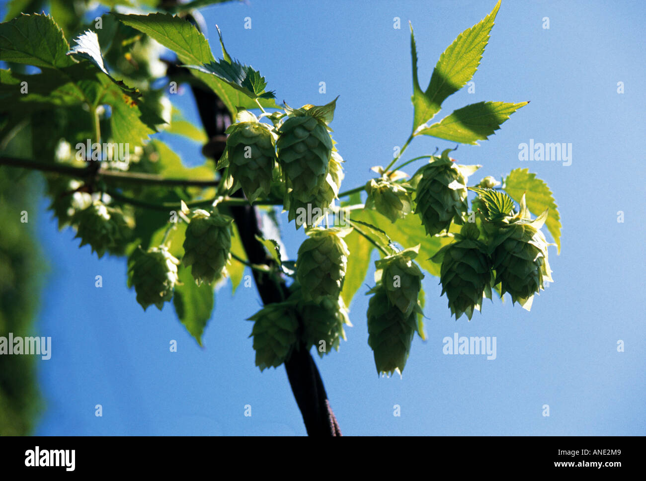 Offshoot branch hi-res stock photography and images - Alamy