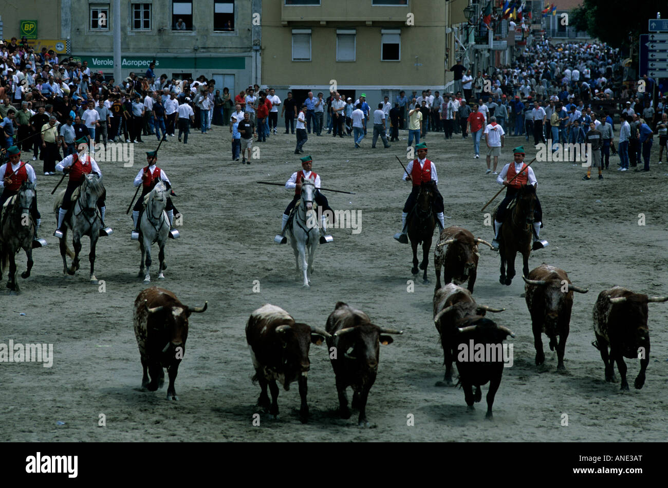 The running of the bulls ceremony during the Festa do Colete Encarnado in Vila Franca de Xira, Portugal Stock Photo