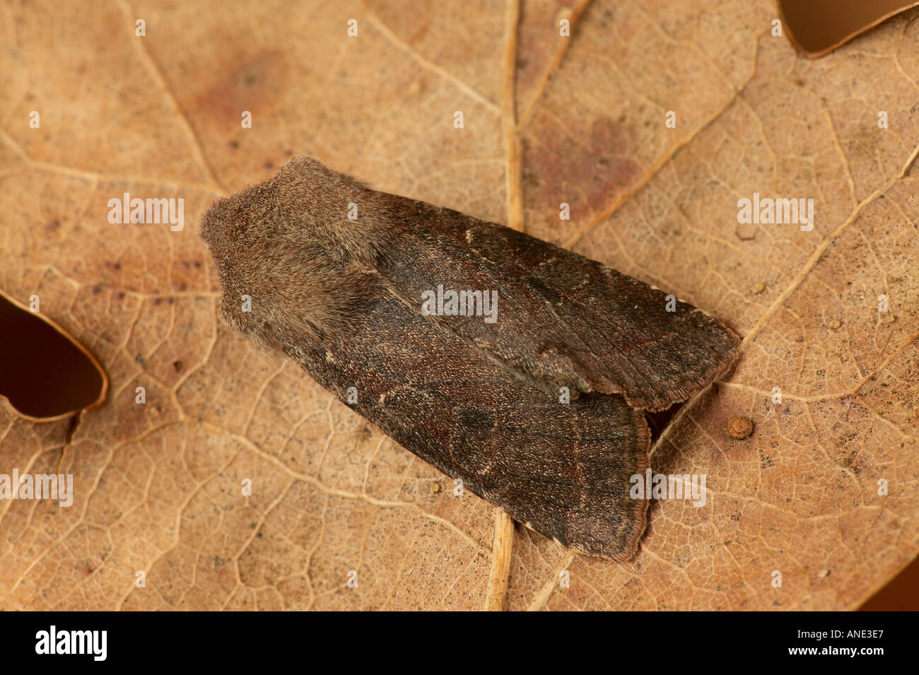 Clouded Drab Orthosia incerta at rest on brown leaf potton bedfordshire Stock Photo