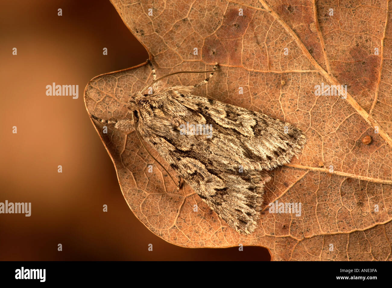 Early Grey Xylocampa areola at rest on dead leaf potton bedfordshire Stock Photo