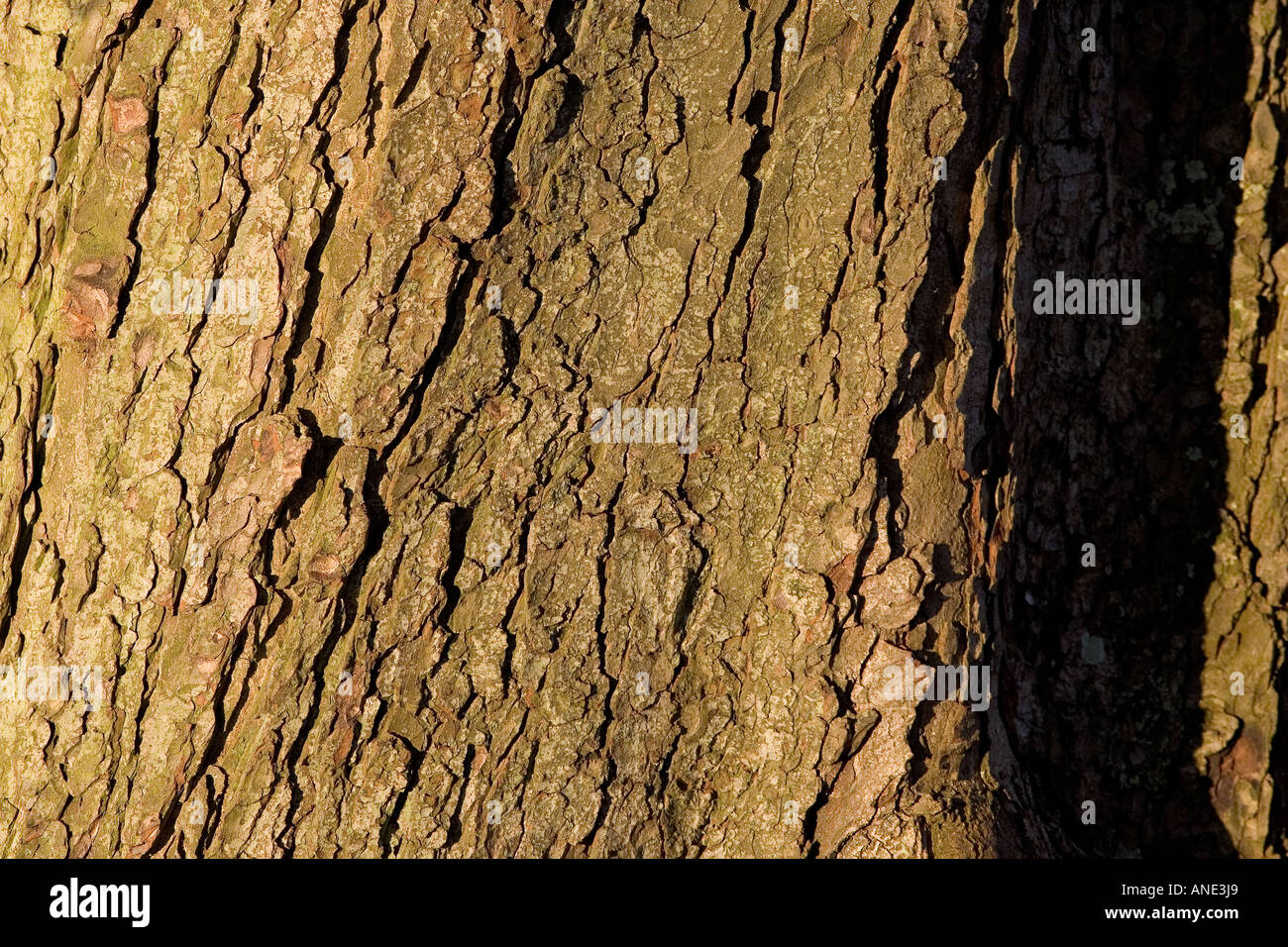 Horse chestnut tree bark hires stock photography and images Alamy