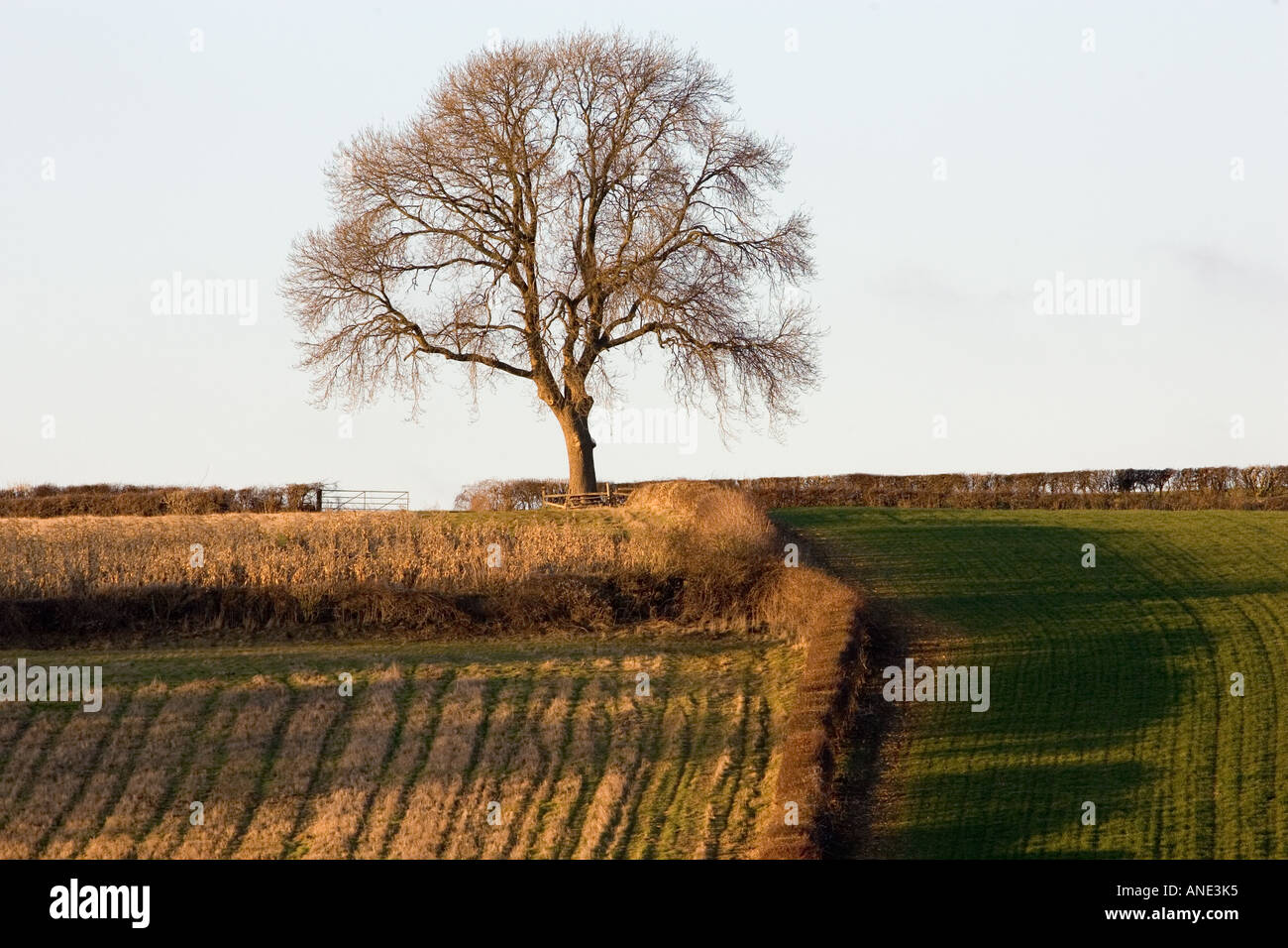 Arable land in Asthall Leigh Oxfordshire United Kingdom Stock Photo Alamy