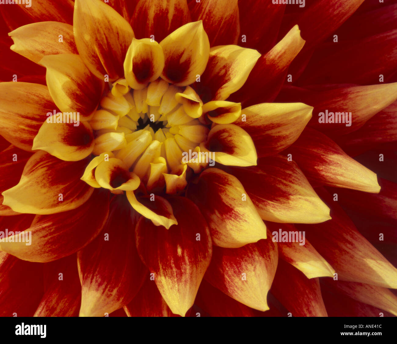 Close up photography tips hi-res stock photography and images - Alamy