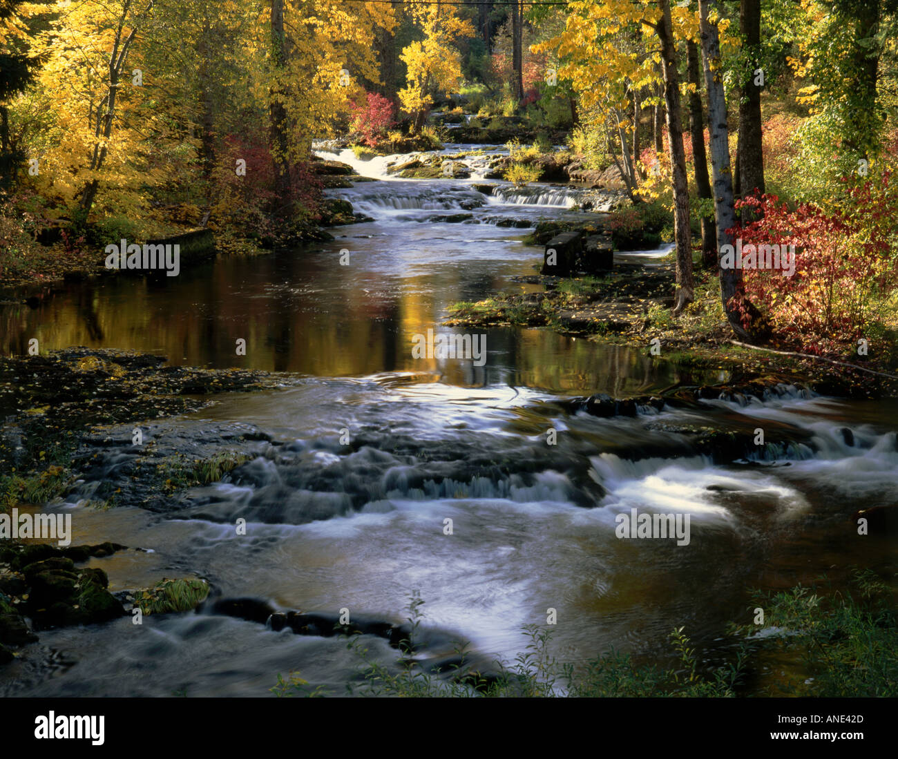 Natural fish studies hi-res stock photography and images - Alamy