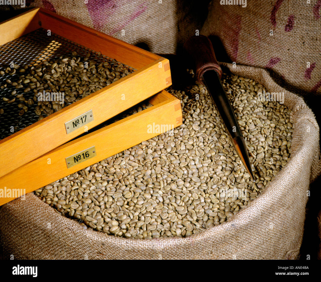 Coffee beans in burlap sack fine premium Ecuadorian export with grading