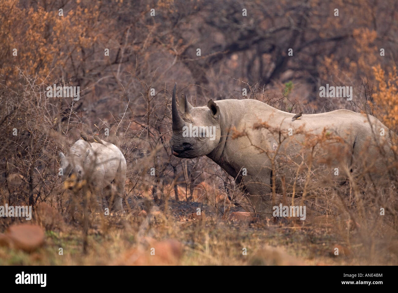 Black rhino female with calf concealed in bush Ithala Ntshondwe game reserve Kwazulu Natal South Africa Stock Photo