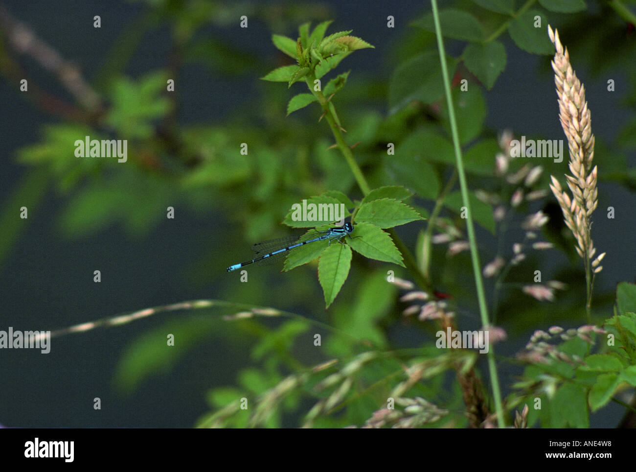 Dragonflies england hi-res stock photography and images - Alamy