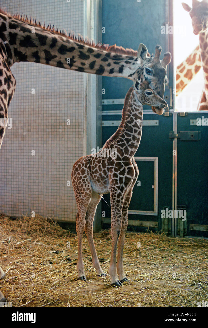 Mother and calf giraffes at London Zoo England United Kingdom Stock Photo