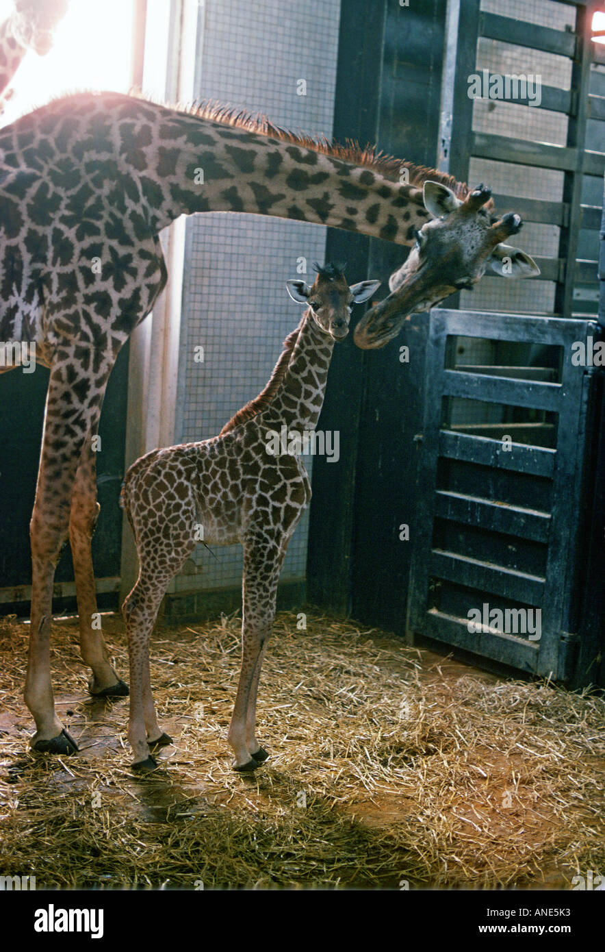 Mother and calf giraffes London Zoo England United Kingdom Stock Photo