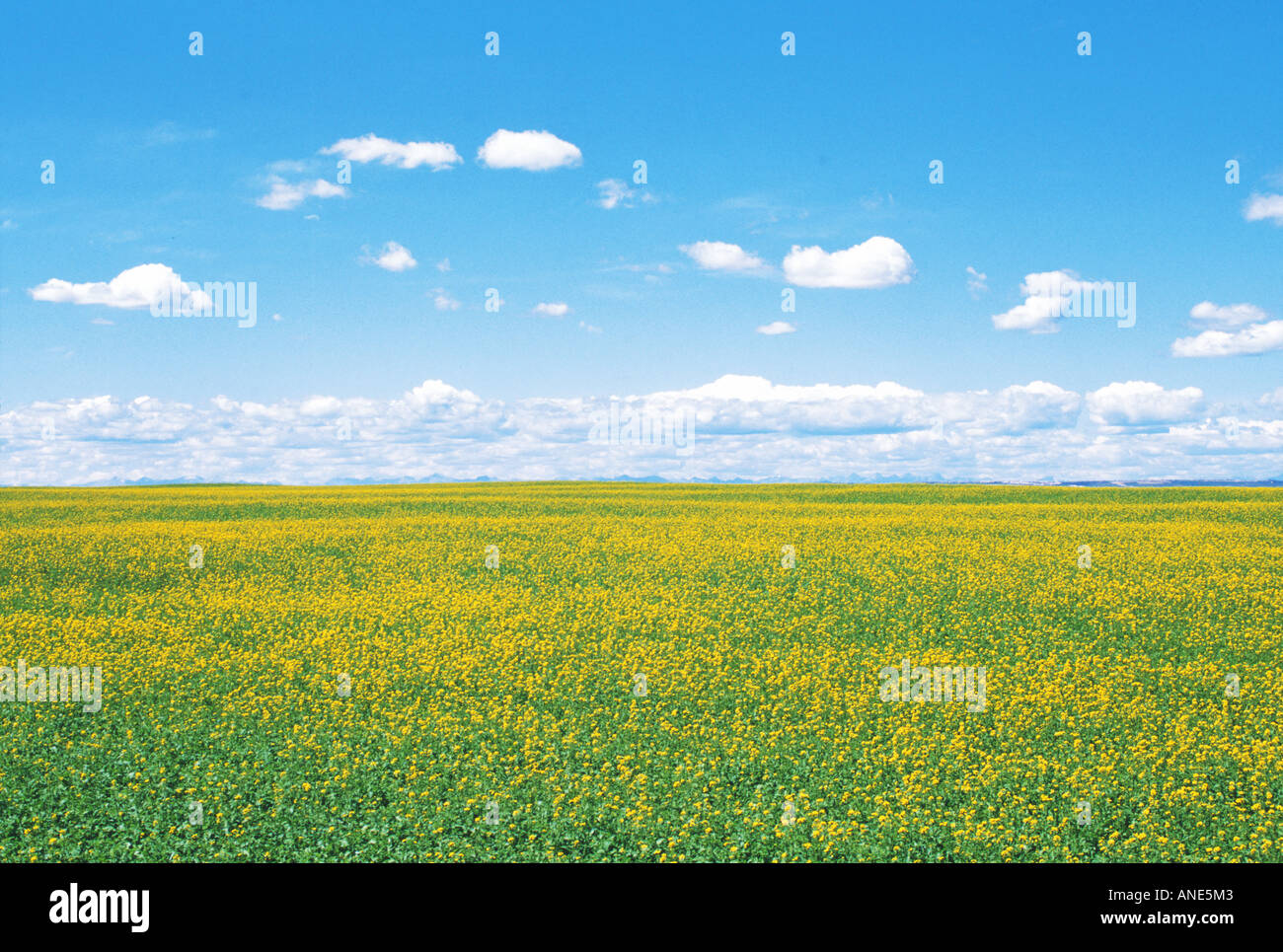 Open field of yellow flowers hi-res stock photography and images - Alamy