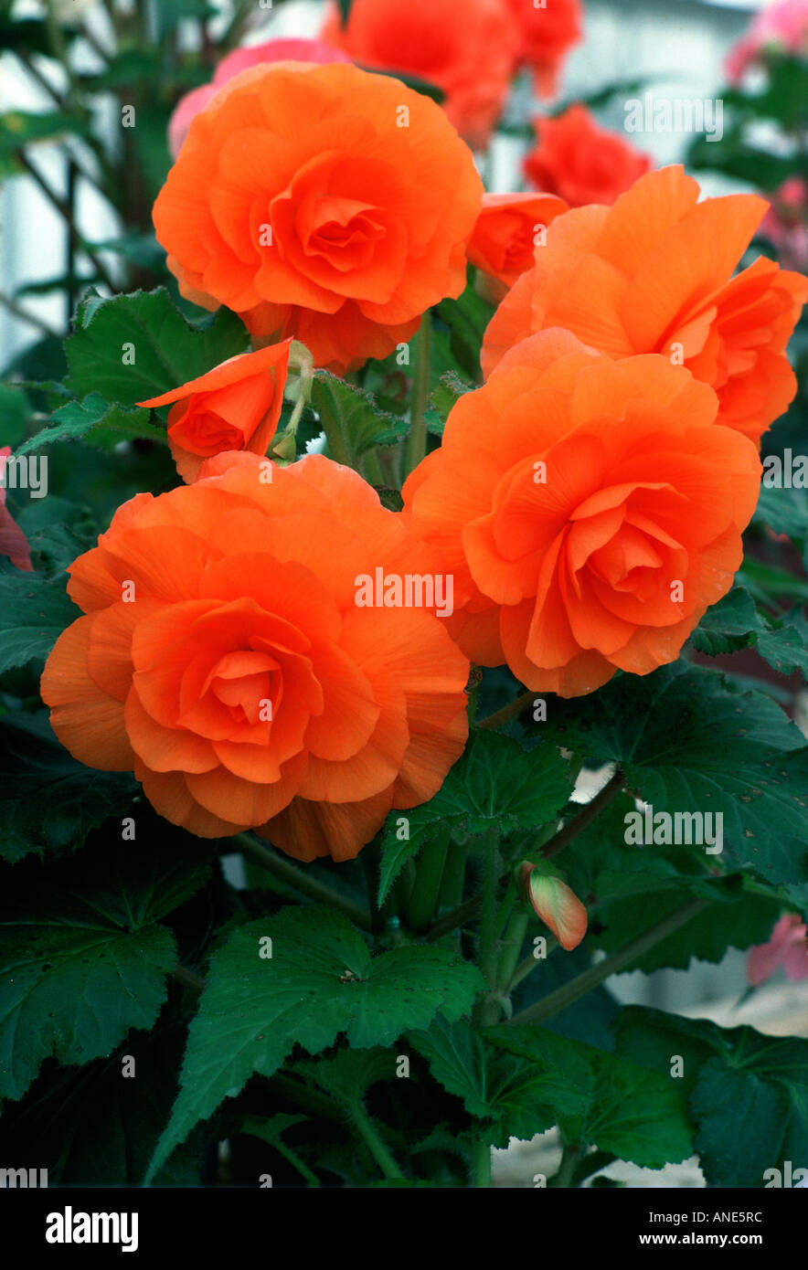 Begonia Plant United Kingdom Stock Photo Alamy