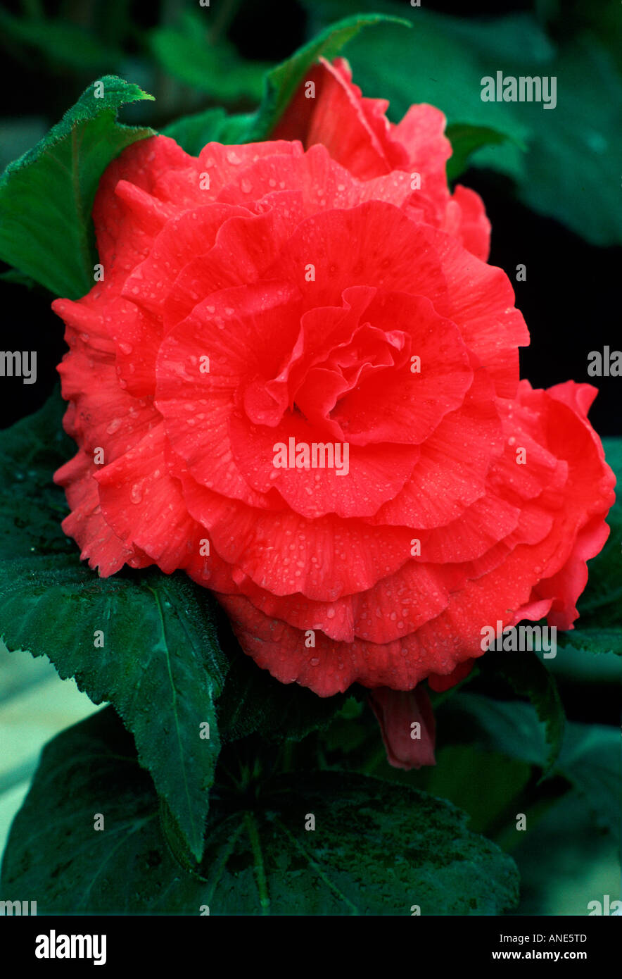 Begonia Plant United Kingdom Stock Photo