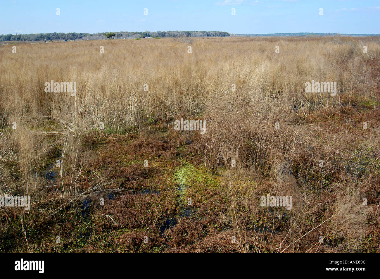 Paynes prairie ecopassage hires stock photography and images Alamy